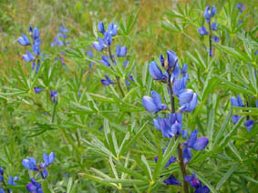 Lupinus angustifolius